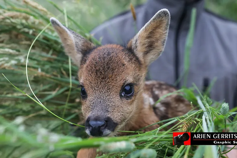 2018 06 04 reekalfjes redden 2 10
