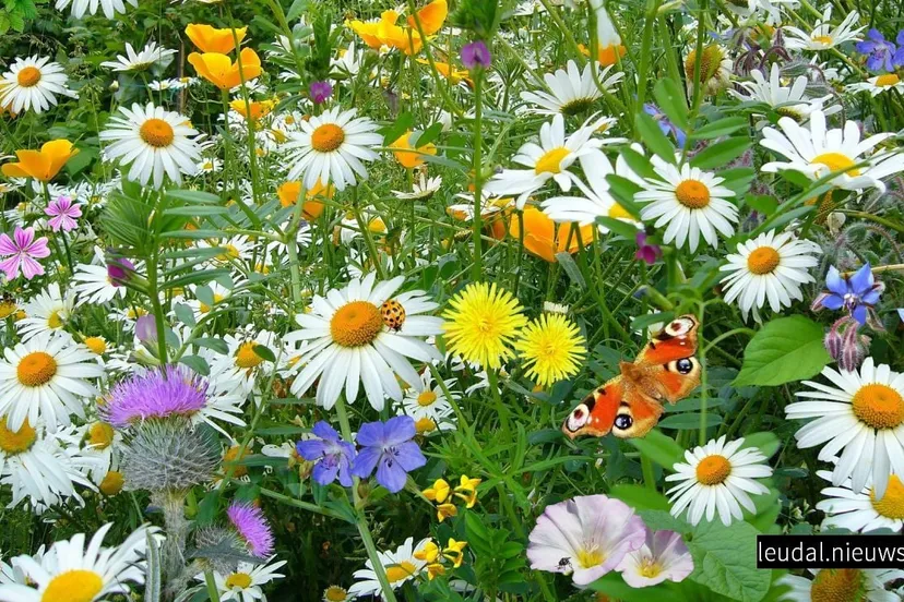 2018 09 13 kleurrijke akkerrand 01