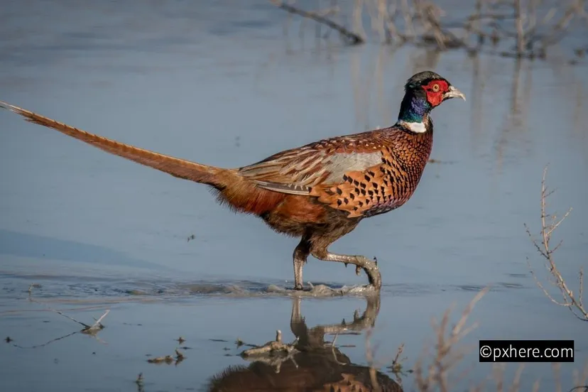 2018 11 10 fazant 01