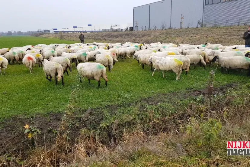 2018 12 05 schapen in wei