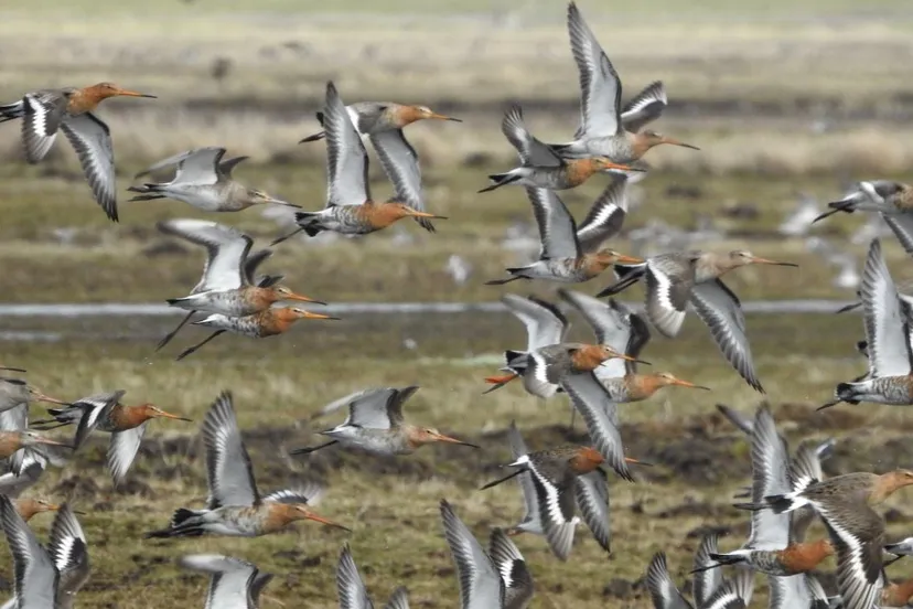 2019 03 07 vogels grutto