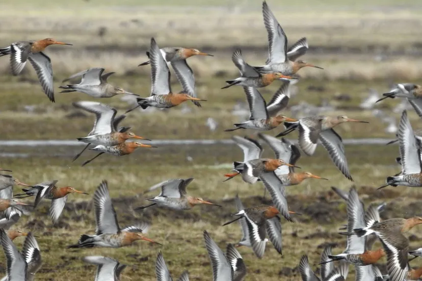 2019 03 07 vogels grutto