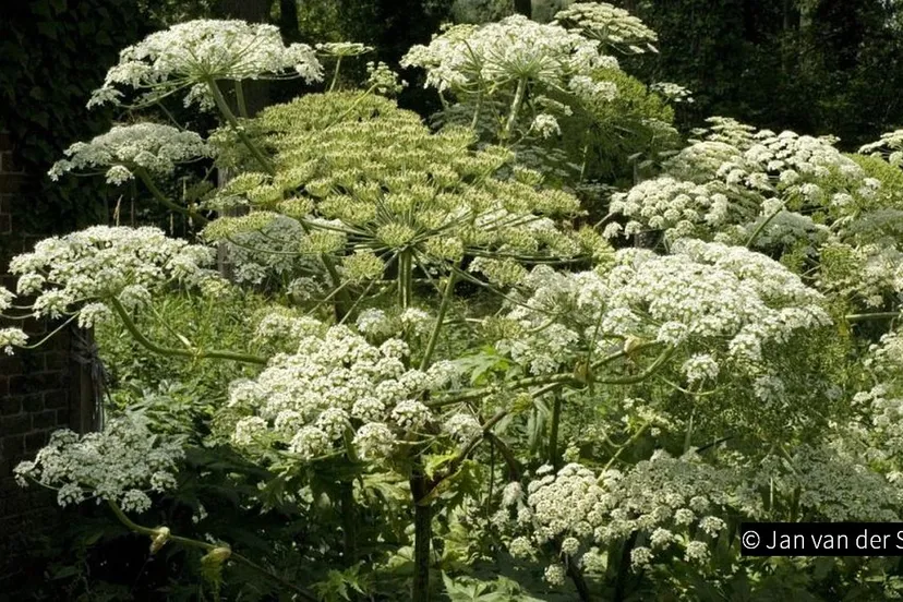 2019 05 03 reuzenbereklauw bron saxifraga foto jan van der straaten 003 01