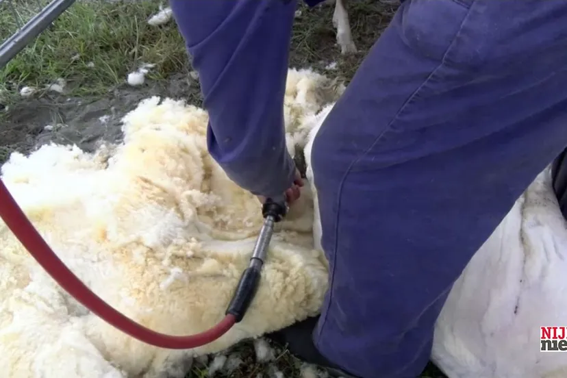 2019 06 27 schaap scheren 1