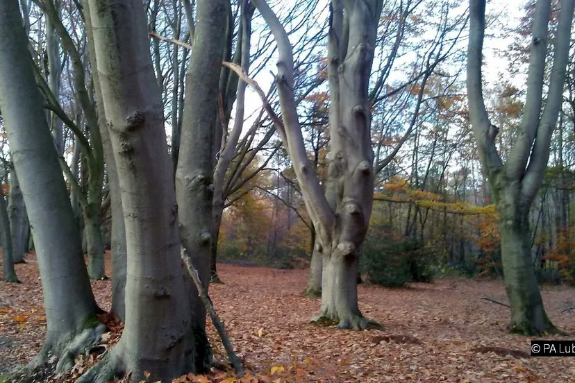 2019 08 17 beukenhakhout en knotbeuken op landgoed gerven foto pa lubbers 02