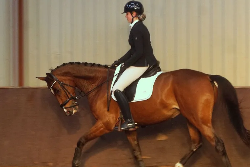 2019 12 19 aeres paarden 1