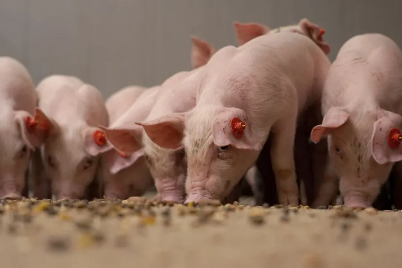 2020 03 09 varkens abzdiervoeding gezondere vezels speenvoeders jib9337