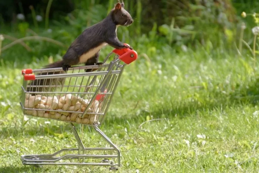 2020 03 13 hamsteren foto via pixabay cc0