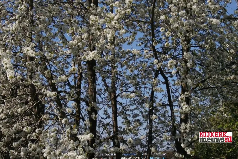 2020 04 09 boom in bloei