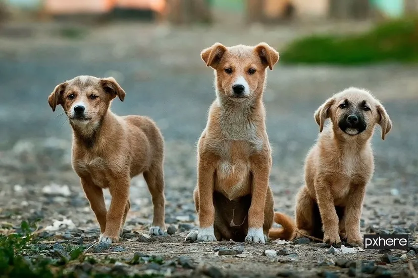 2020 04 18 honden puppy dog animal pet mammal vertebrate 20001 pxhere