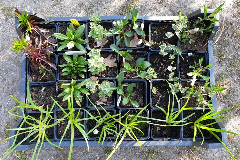 2020 04 26 plantjes plantjesmarkt