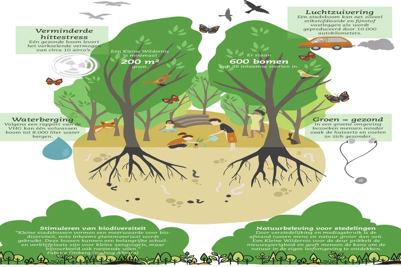 2020 04 28 ntiny forest ivn