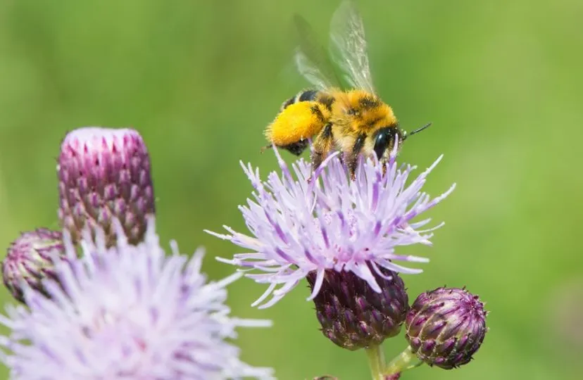 2020 06 02 pluimvoetbij peter eekelder 1