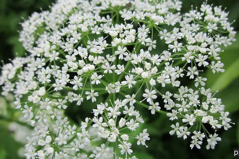 2020 06 30 zevenblad blossom plant flower herb produce botany 868840 pxhere