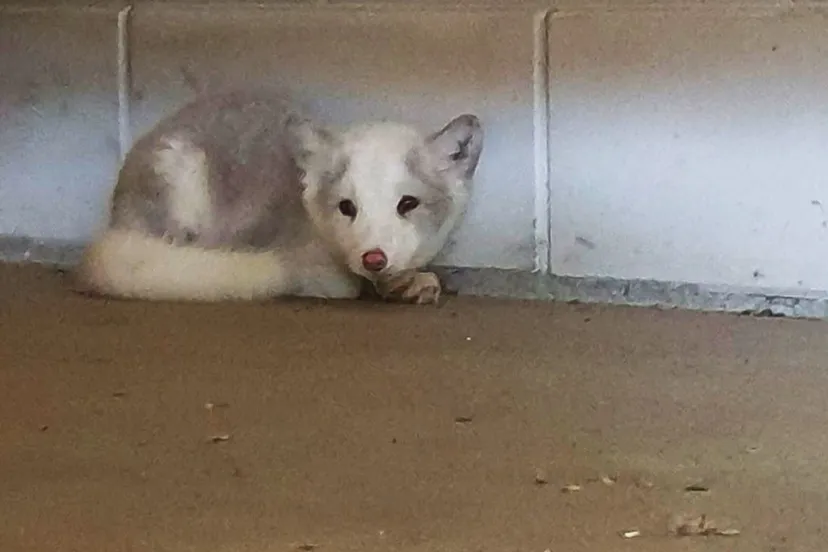 2020 07 08 vosje dierenambulance