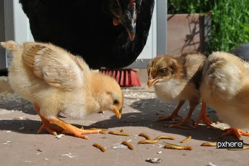 2020 07 10 meelwormen bird wildlife young chicken fauna duck 594031 pxhere