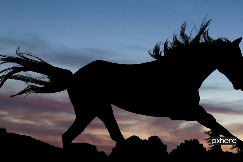 2020 09 20 paard silhouette sunset horse shadow stallion mane 752265 pxhere