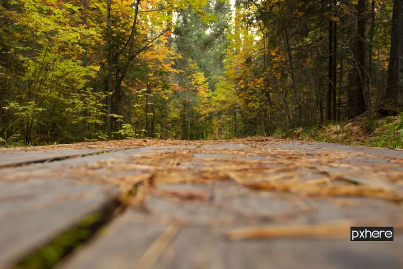 2020 10 19 herfst forest trail boards autumn trees nature 1626468 pxhere
