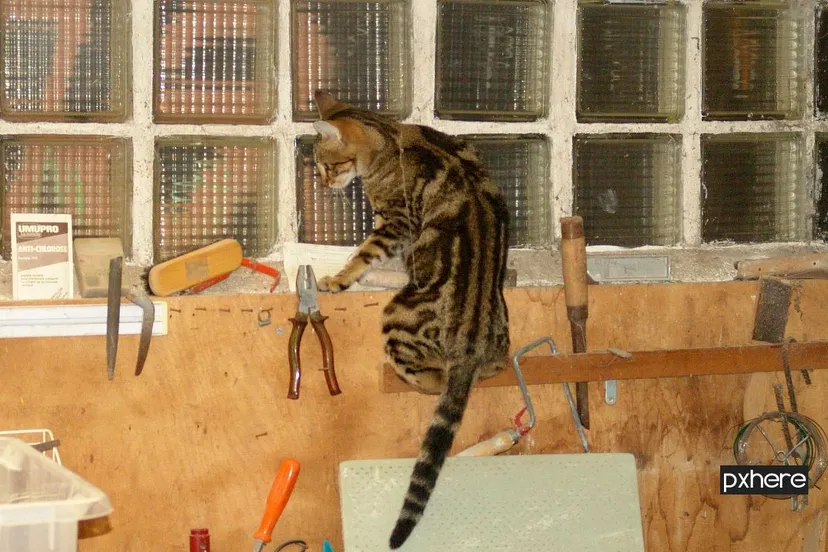 2020 10 26 poes home wall france room art chat 169678 pxhere