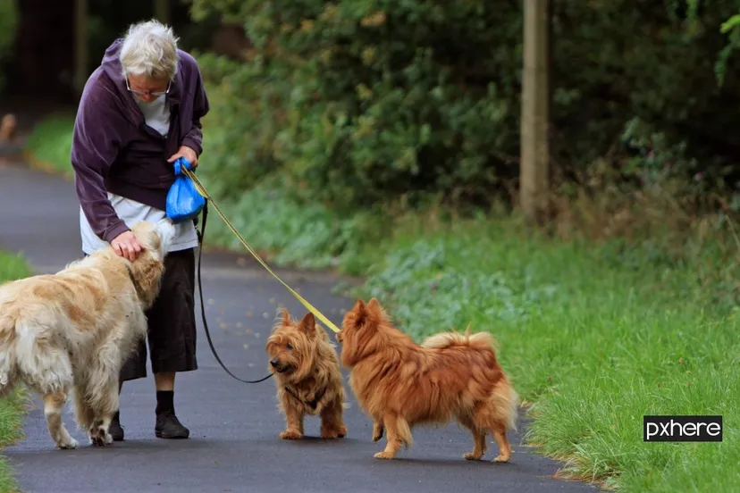 2020 10 27 honden walking person woman dog female golden 1023466 pxhere