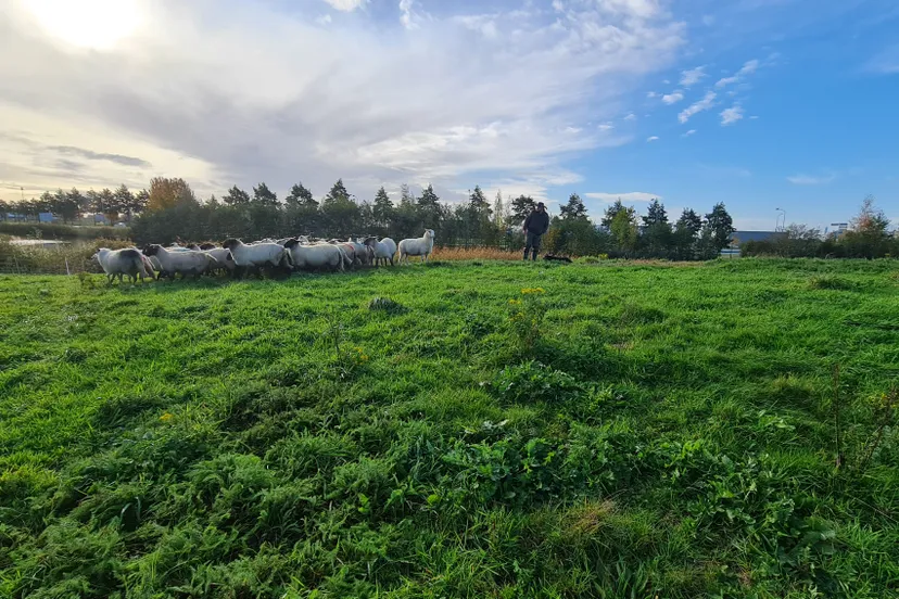 2020 10 28 schapen aboyaakoub 06