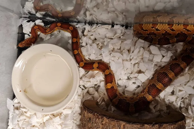 2020 11 03 dierenambulance