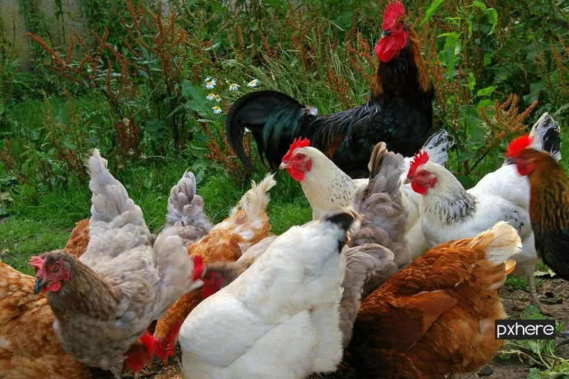 2020 11 17 kippen pluimvee bird farm village food chicken fowl 704974 pxhere