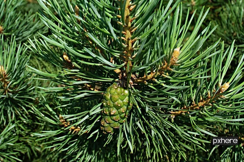 2021 01 11 kerstboom tree nature forest branch light plant 765914 pxhere