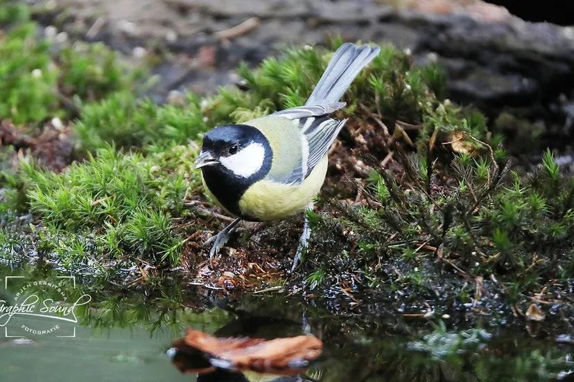 2021 01 23 natuurfoto koolmees 54