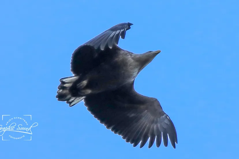 2021 01 23 natuurfoto zeearend 105