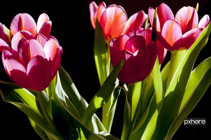 2021 02 15 tulpen plant flower petal tulip green flora 990043 pxhere