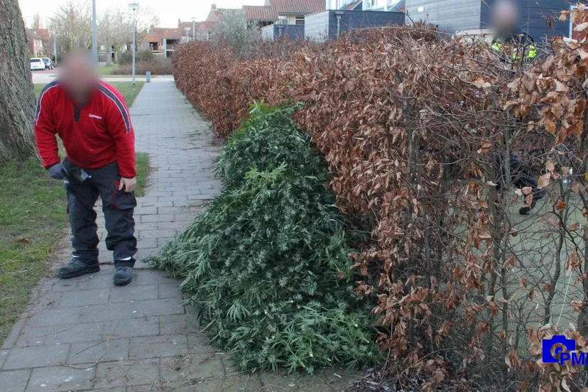 2021 03 05 wietplantage