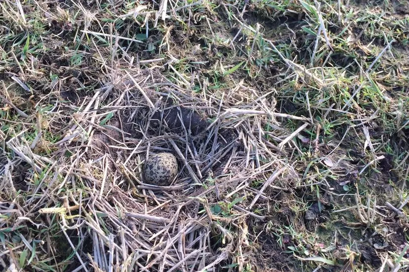 2021 03 08 nestje met 1kievitsei