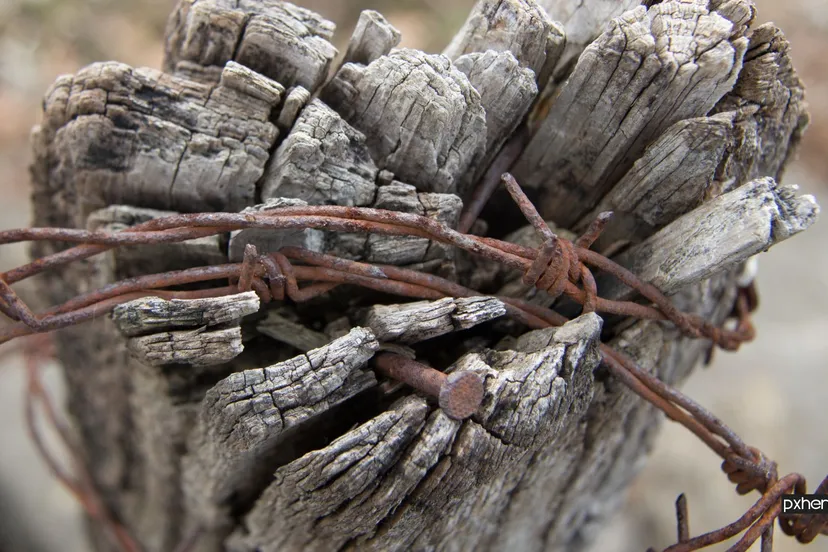 2021 05 31 ondermijning driftwood tree nature branch barbed wire wood 1027278 pxhere