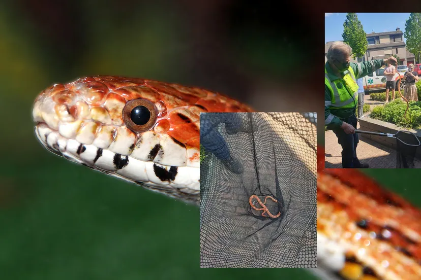 2021 05 31 rattenslang