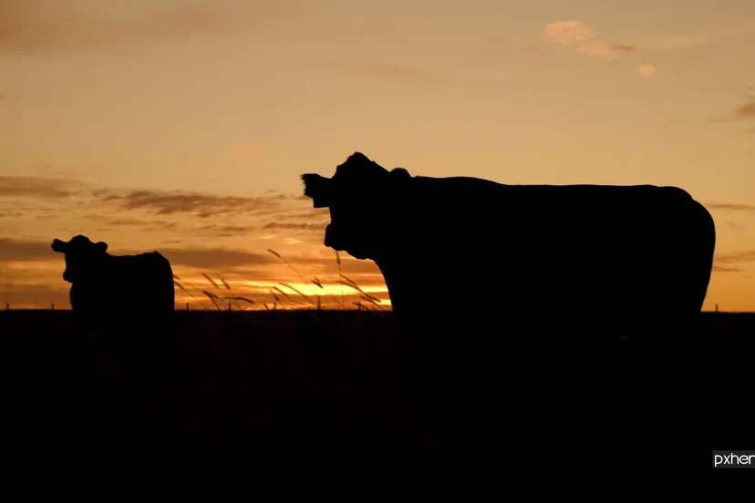 2021 06 15 koeien boerderij landscape horizon silhouette cloud sky sunrise 905408 pxhere