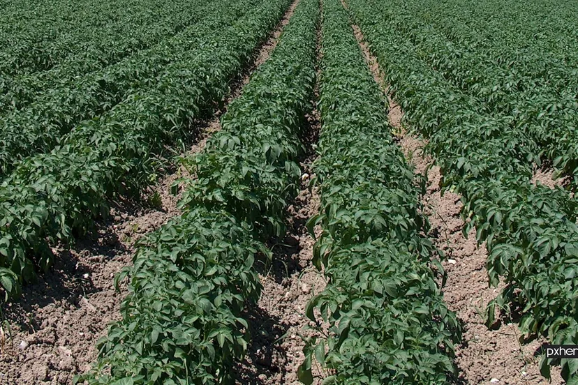 2021 07 03 aardappelen field farm flower crop soil agriculture 1090490 pxhere