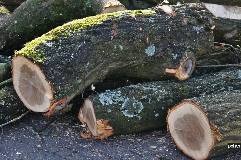 2021 07 05 gekapte bomen stronken nature forest rock structure plant wood 835835 pxhere