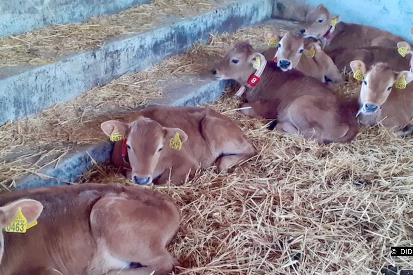 2021 07 22 stierkalveren 01