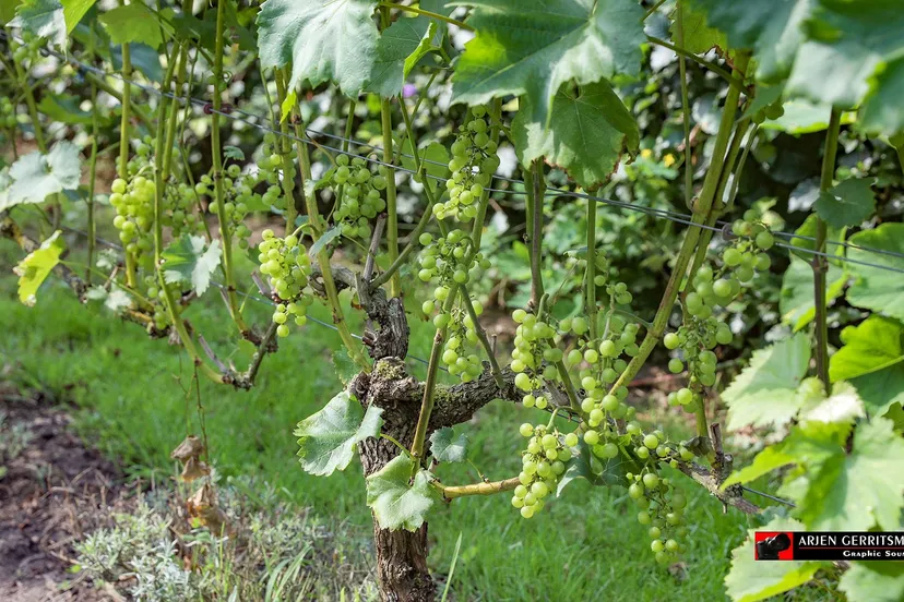 2021 08021 proef de passie 09