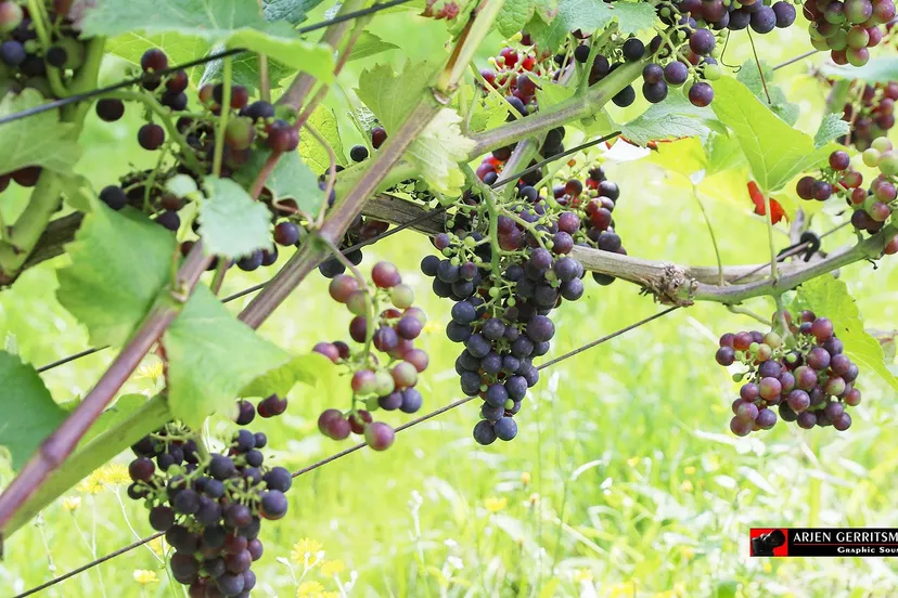 2021 08021 proef de passie 25