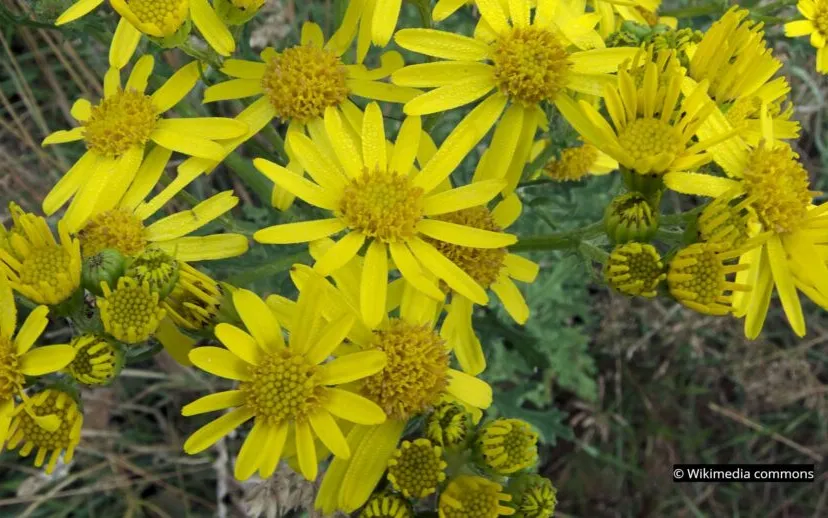 2021 10 01 jakobskruid 915x518 1