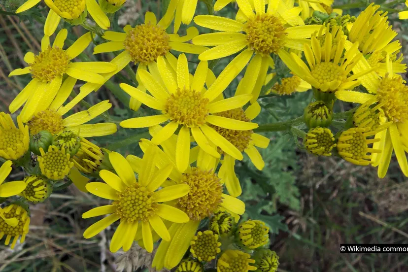 2021 10 01 jakobskruid