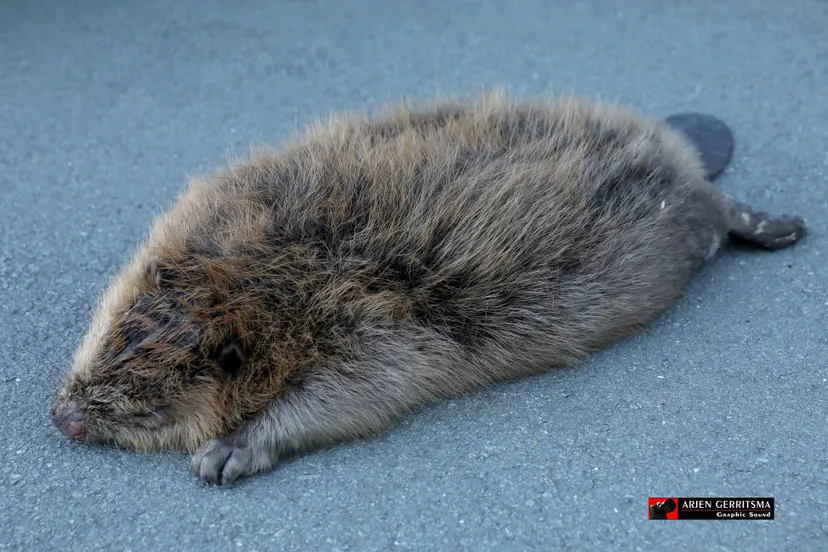 2021 10 04 dode bever 002