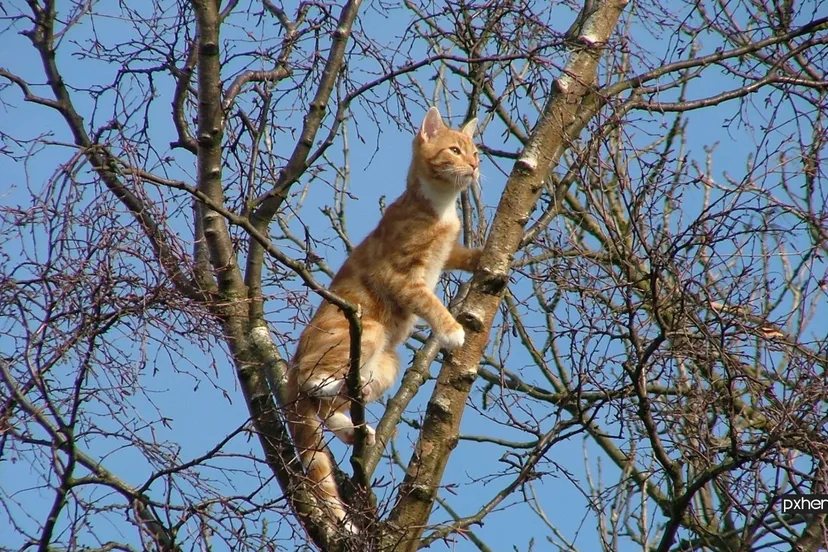 2021 10 06 poes kat tree branch hair white camera animal 753014 pxhere