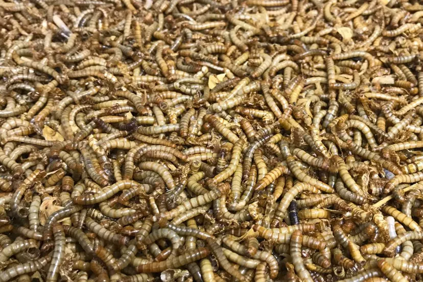 2021 11 17 nmeelwormen