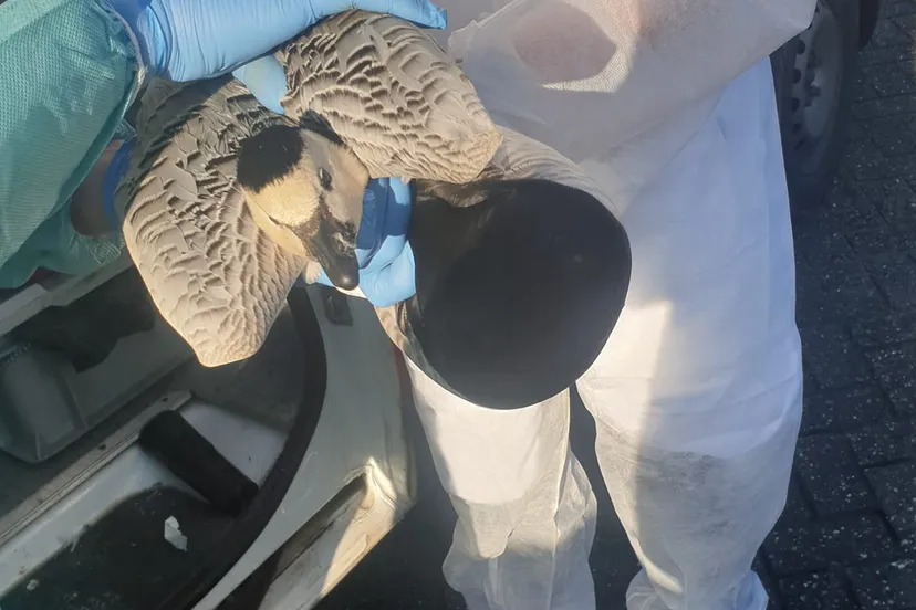 2022 01 10 dode vogel