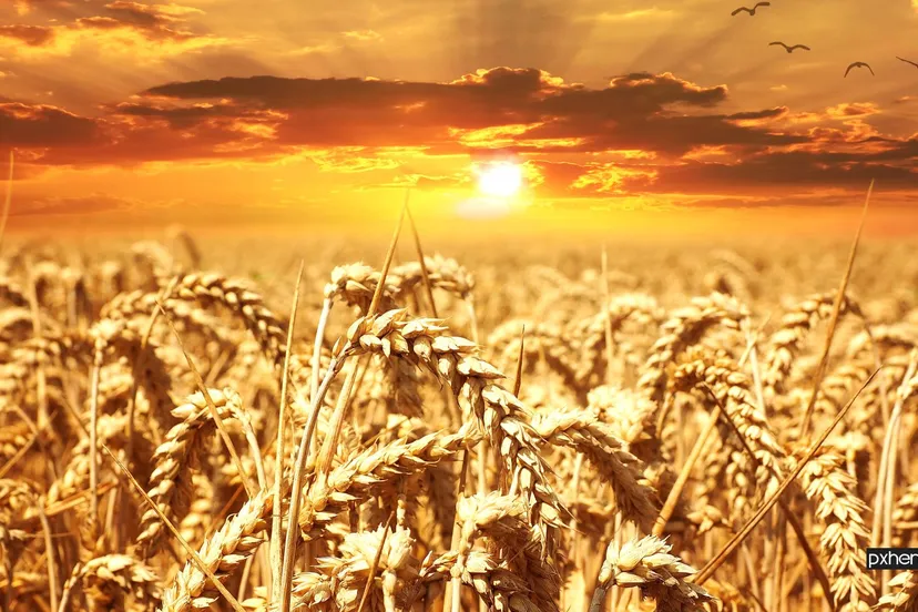 2022 03 25 graan plant sunset field wheat grain prairie 1234215 pxhere