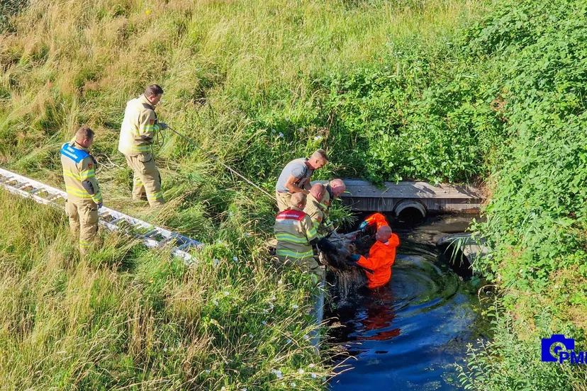 2022 07 11 schaap naar a28