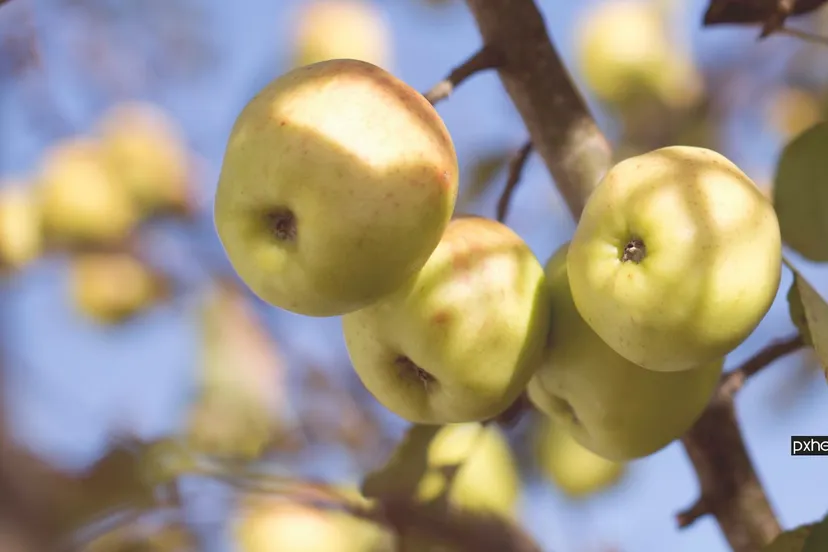 2022 09 15 appels apple tree branch blossom plant fruit 99953 pxhere